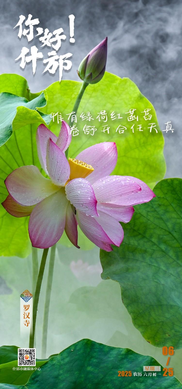 6.24荷花.jpg