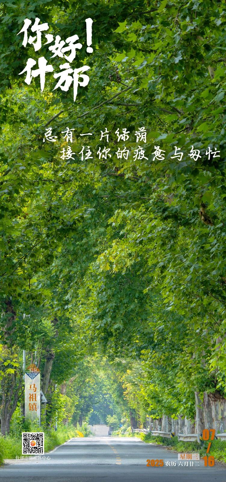 马祖梧桐树3.jpg